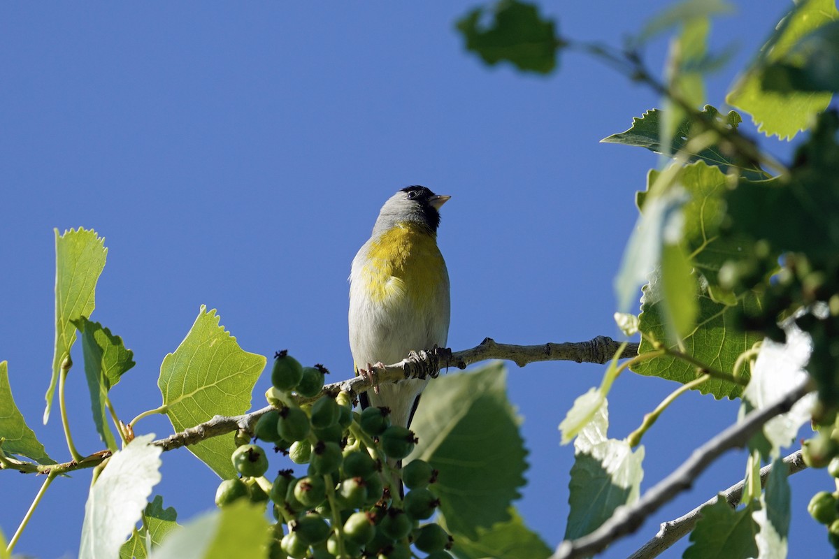 Lawrence's Goldfinch - ML618139421