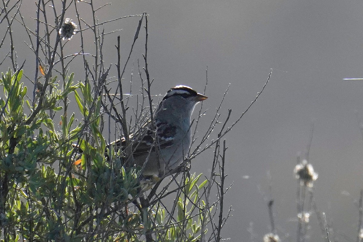 White-crowned Sparrow (Dark-lored) - ML618139427