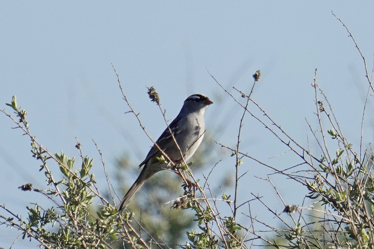 White-crowned Sparrow (Dark-lored) - ML618139429