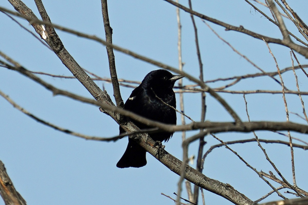 Tricolored Blackbird - ML618139432