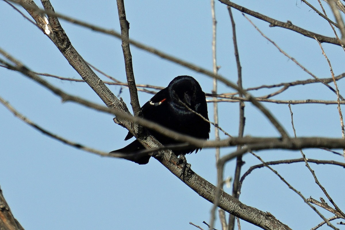 Tricolored Blackbird - ML618139433