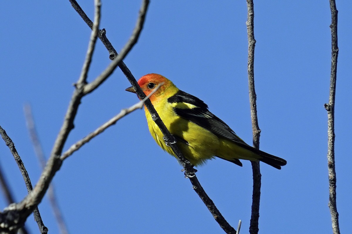 Western Tanager - ML618139438