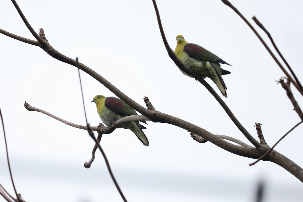 White-bellied Green-Pigeon - ML618139440