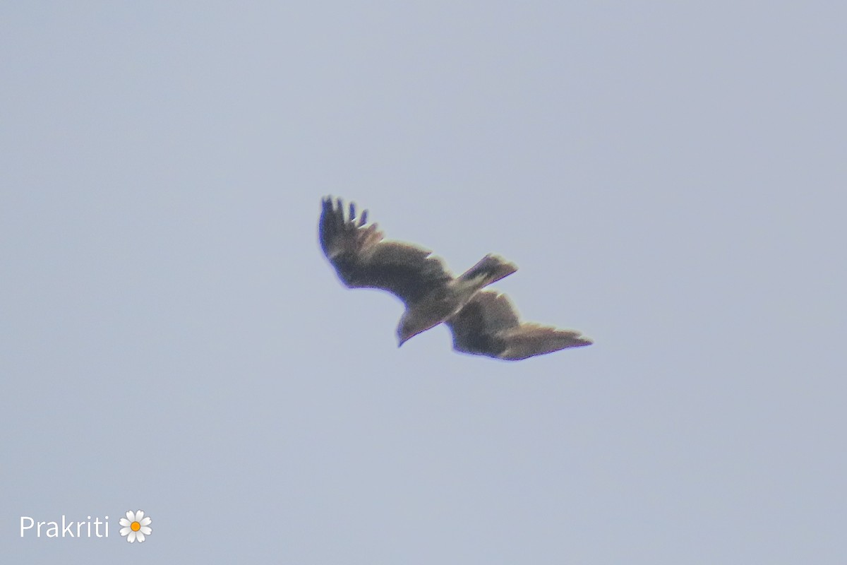 Indian Spotted Eagle - Pratik Thakur