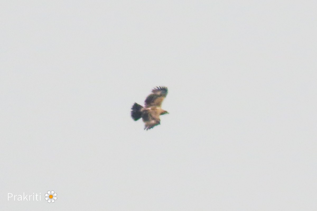 Indian Spotted Eagle - ML618139461