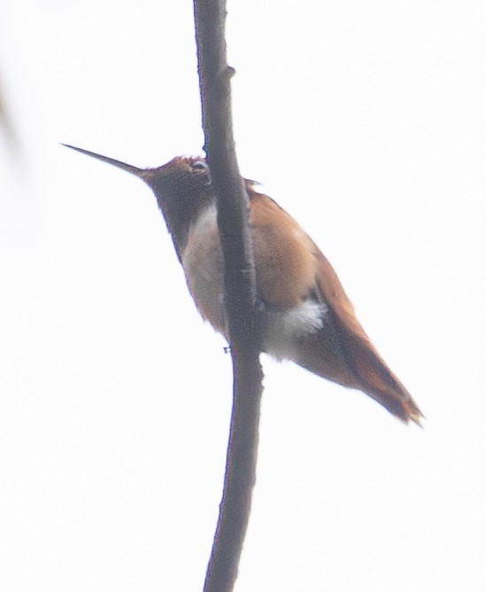 Rufous/Allen's Hummingbird - ML618139469