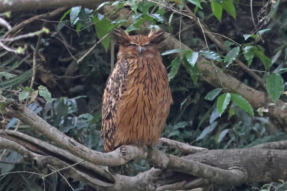 Tawny Fish-Owl - PANKAJ GUPTA