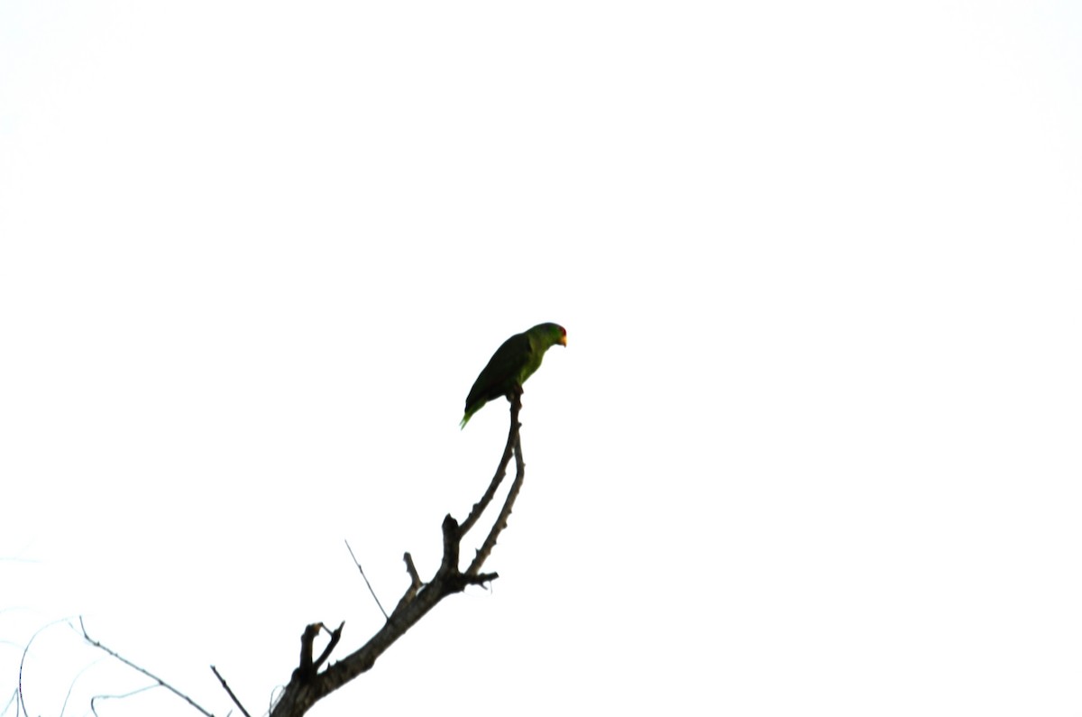 Red-crowned Parrot - ML618139513