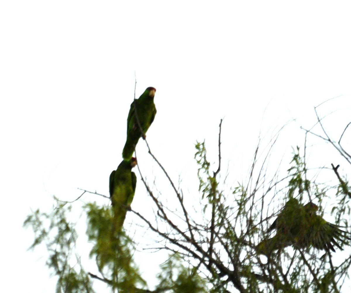 Red-crowned Parrot - ML618139514