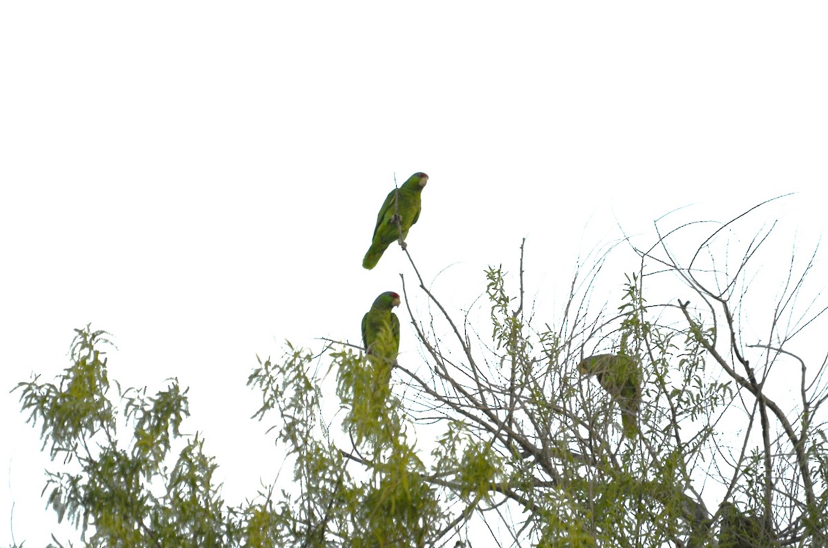 Red-crowned Parrot - Maggie Avants
