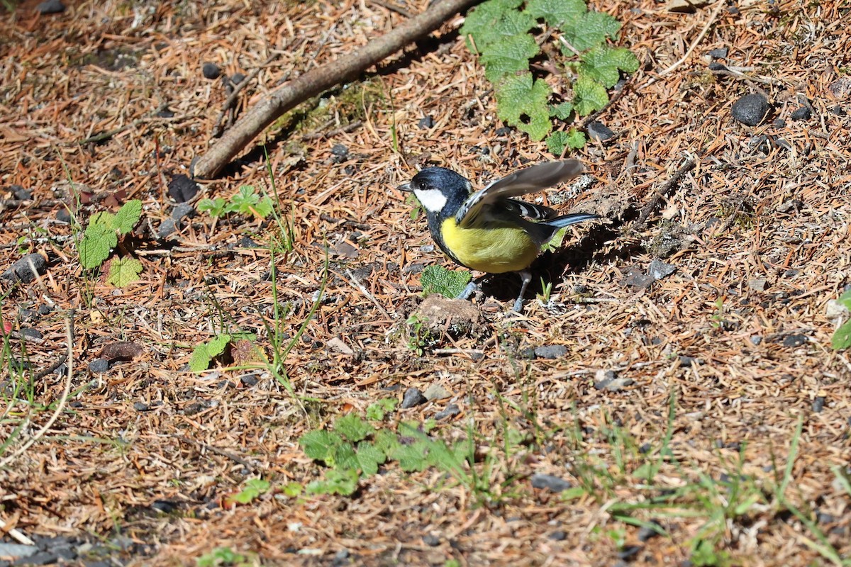 Green-backed Tit - ML618139519