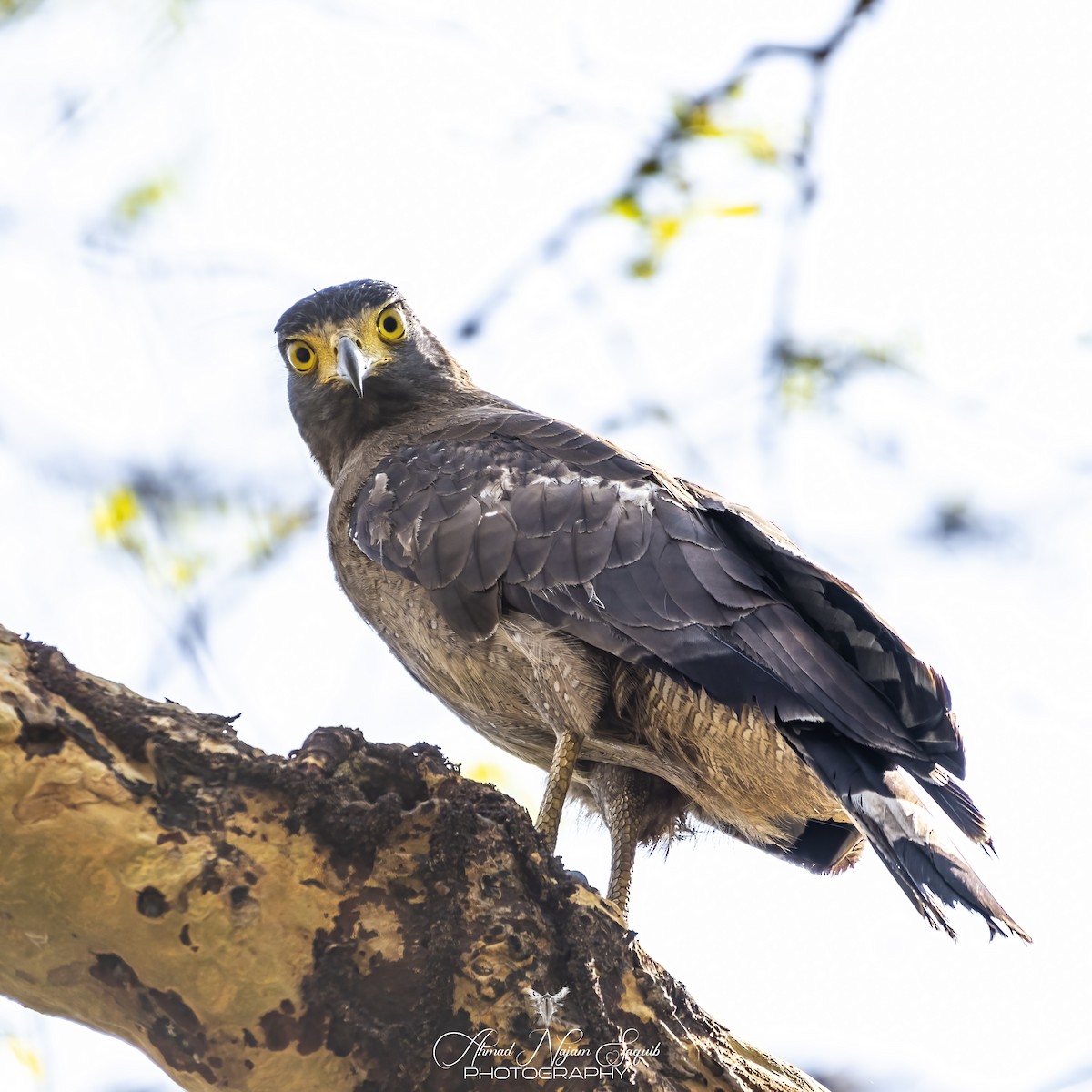 Crested Serpent-Eagle - ML618139524