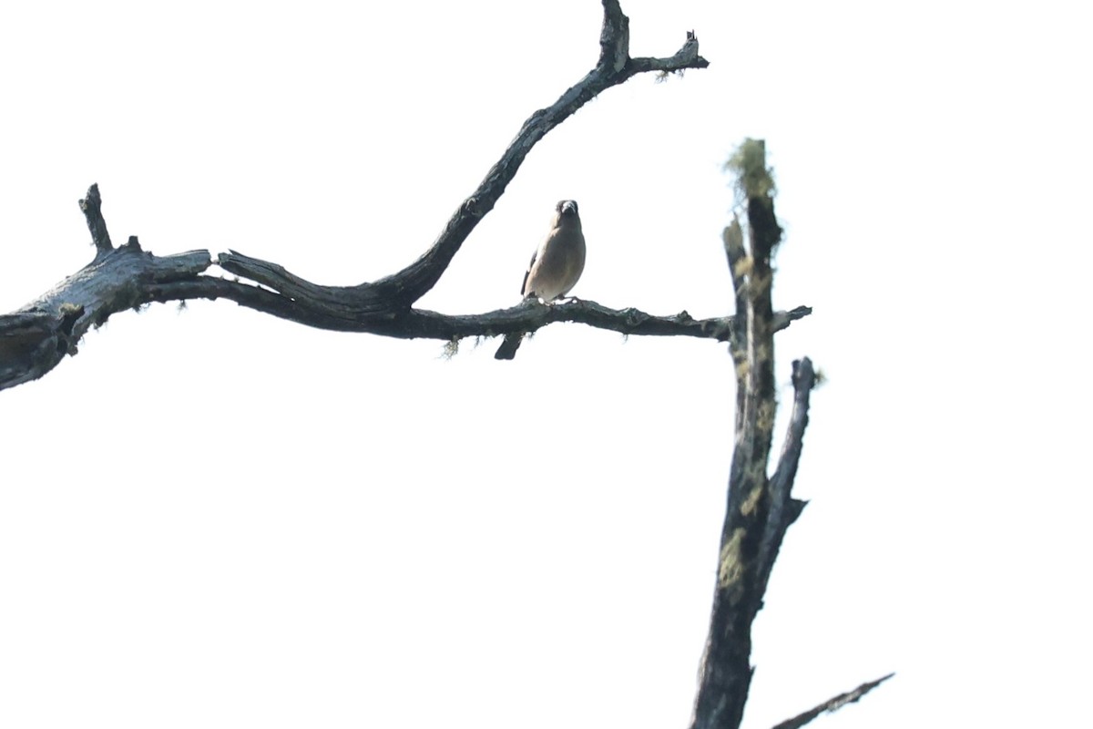 Brown Bullfinch (Brown) - ML618139552
