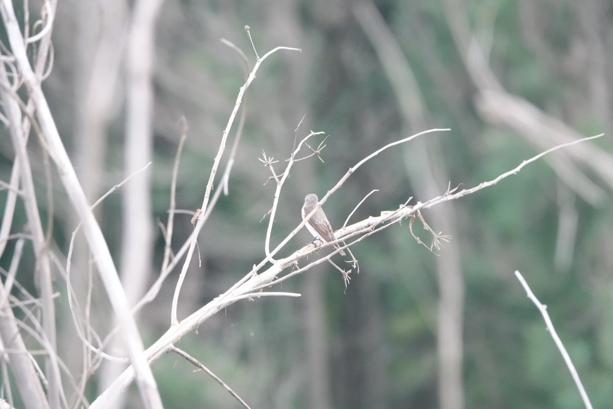 Gray-streaked Flycatcher - hiya lin