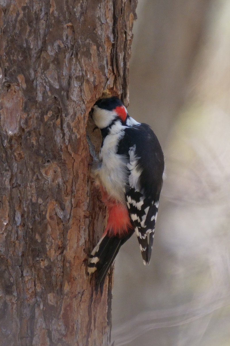 Great Spotted Woodpecker - Osam y