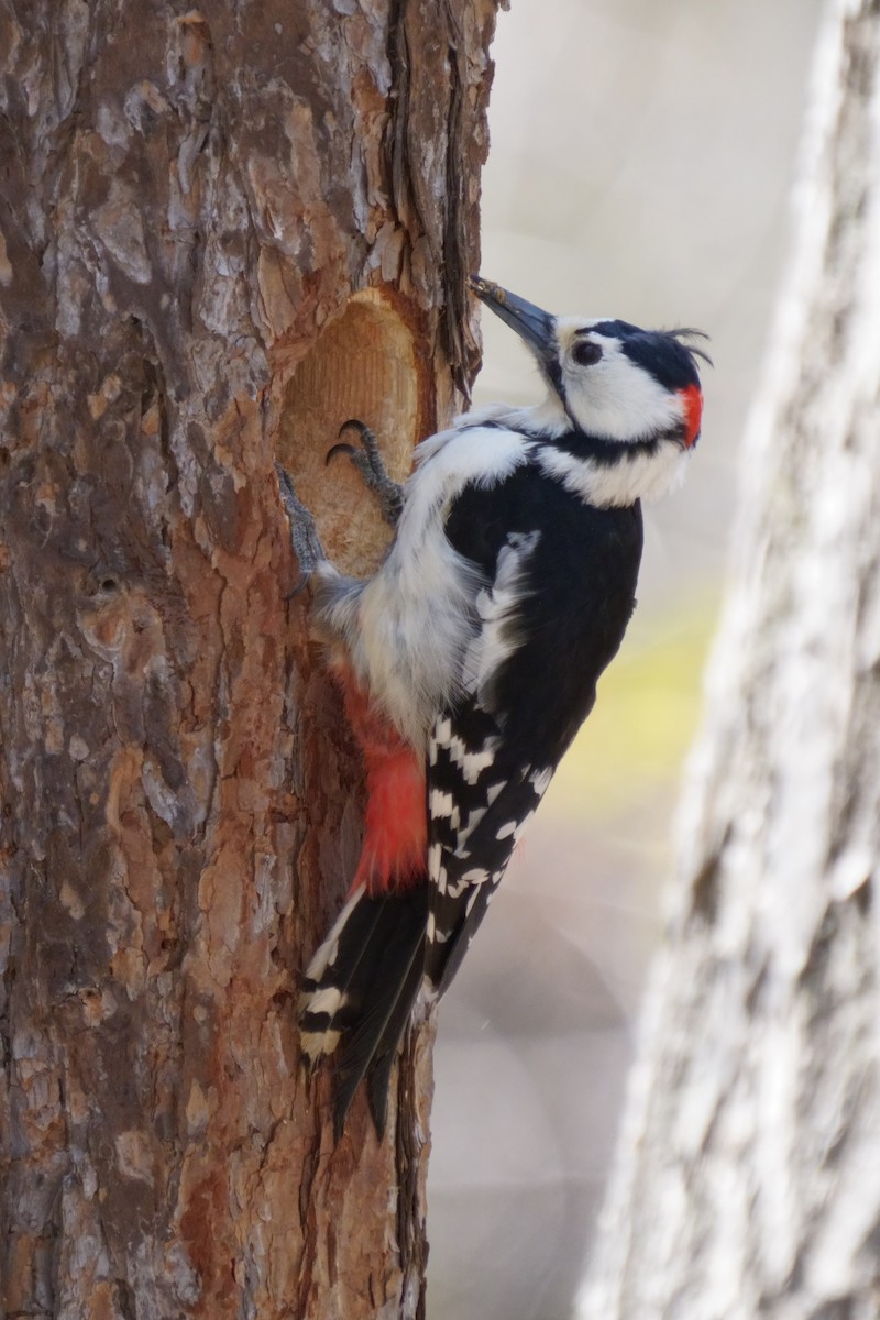 Great Spotted Woodpecker - Osam y