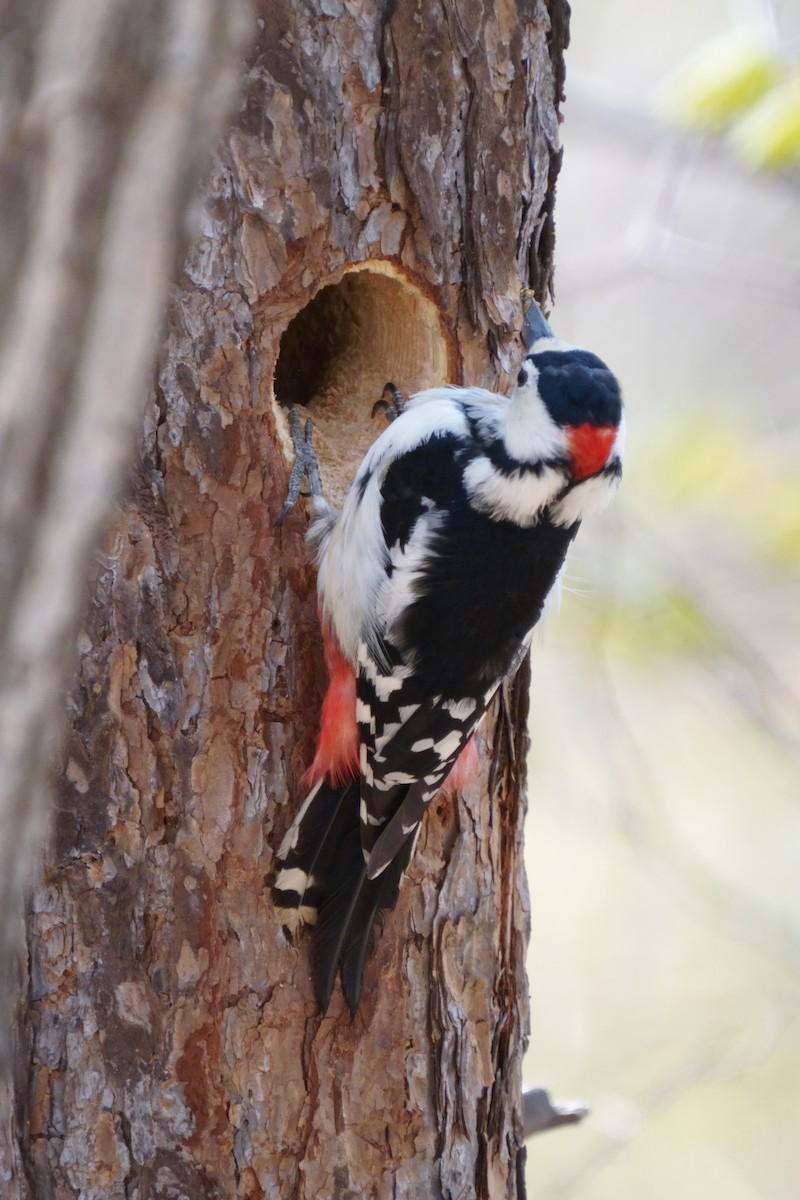 Great Spotted Woodpecker - ML618139586