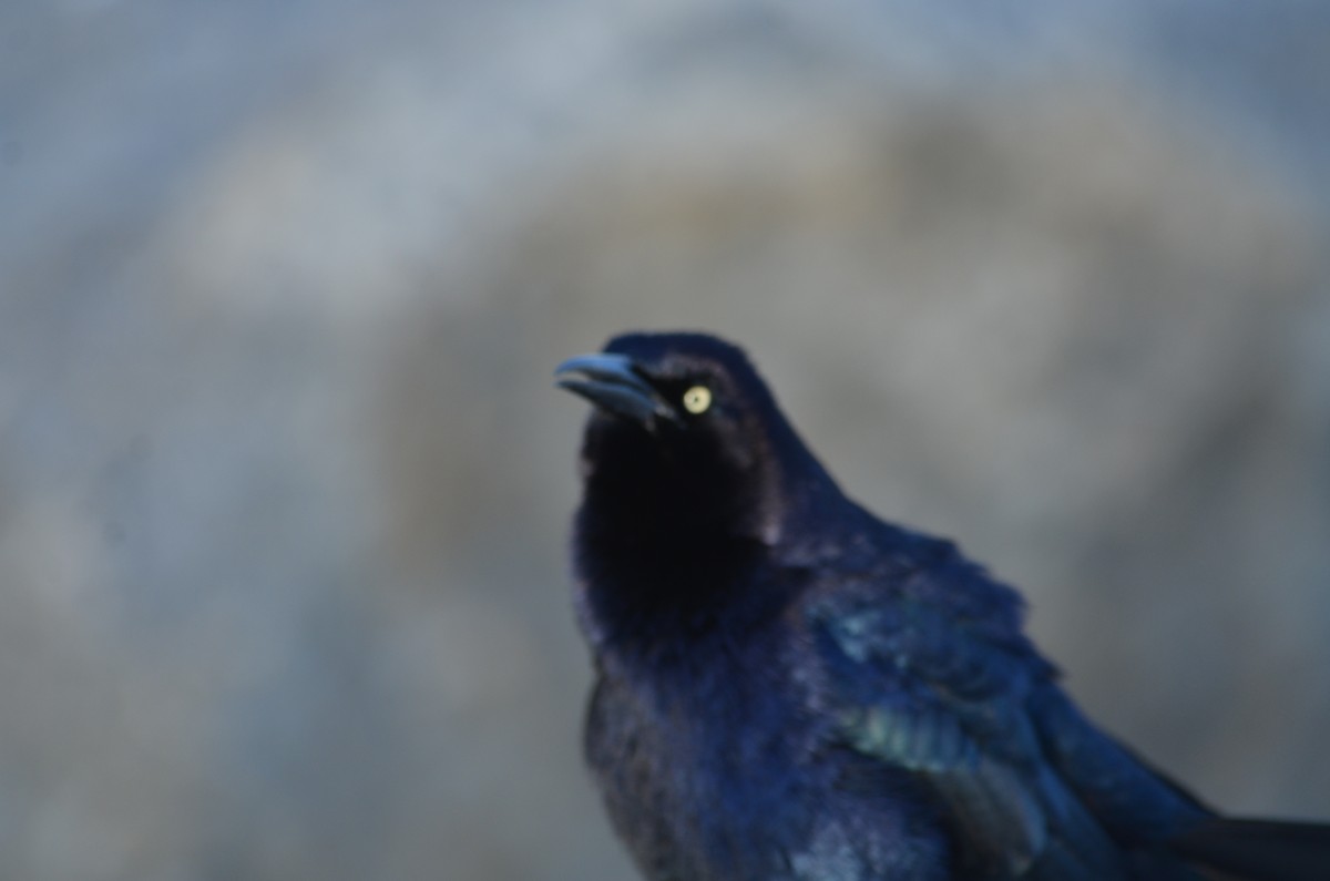 Great-tailed Grackle - Maggie Avants