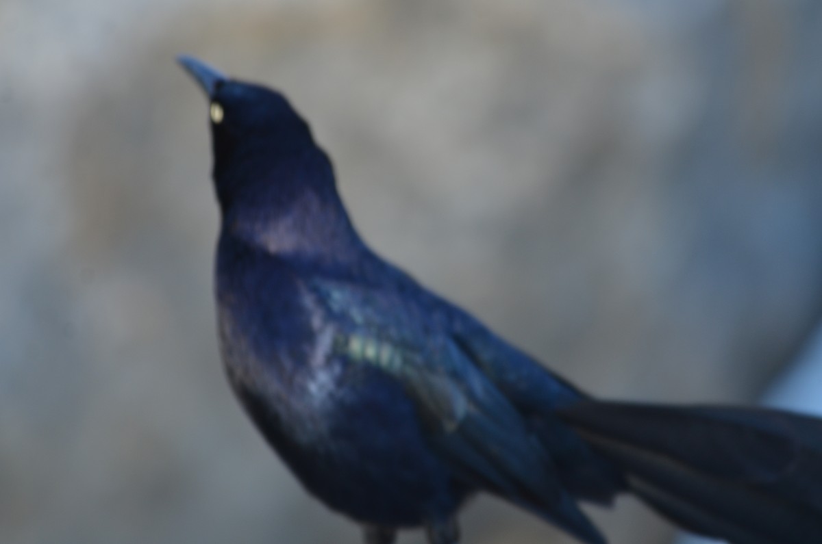 Great-tailed Grackle - ML618139589