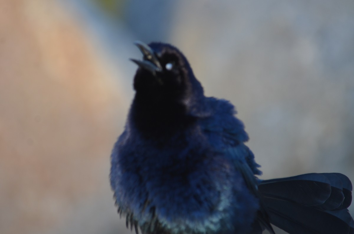 Great-tailed Grackle - Maggie Avants