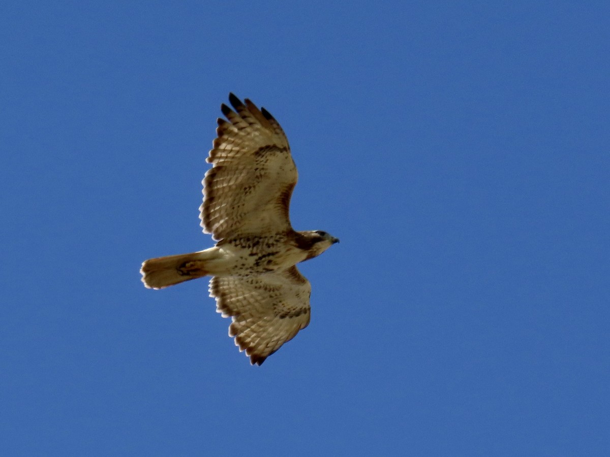 Red-tailed Hawk - Stephen A.
