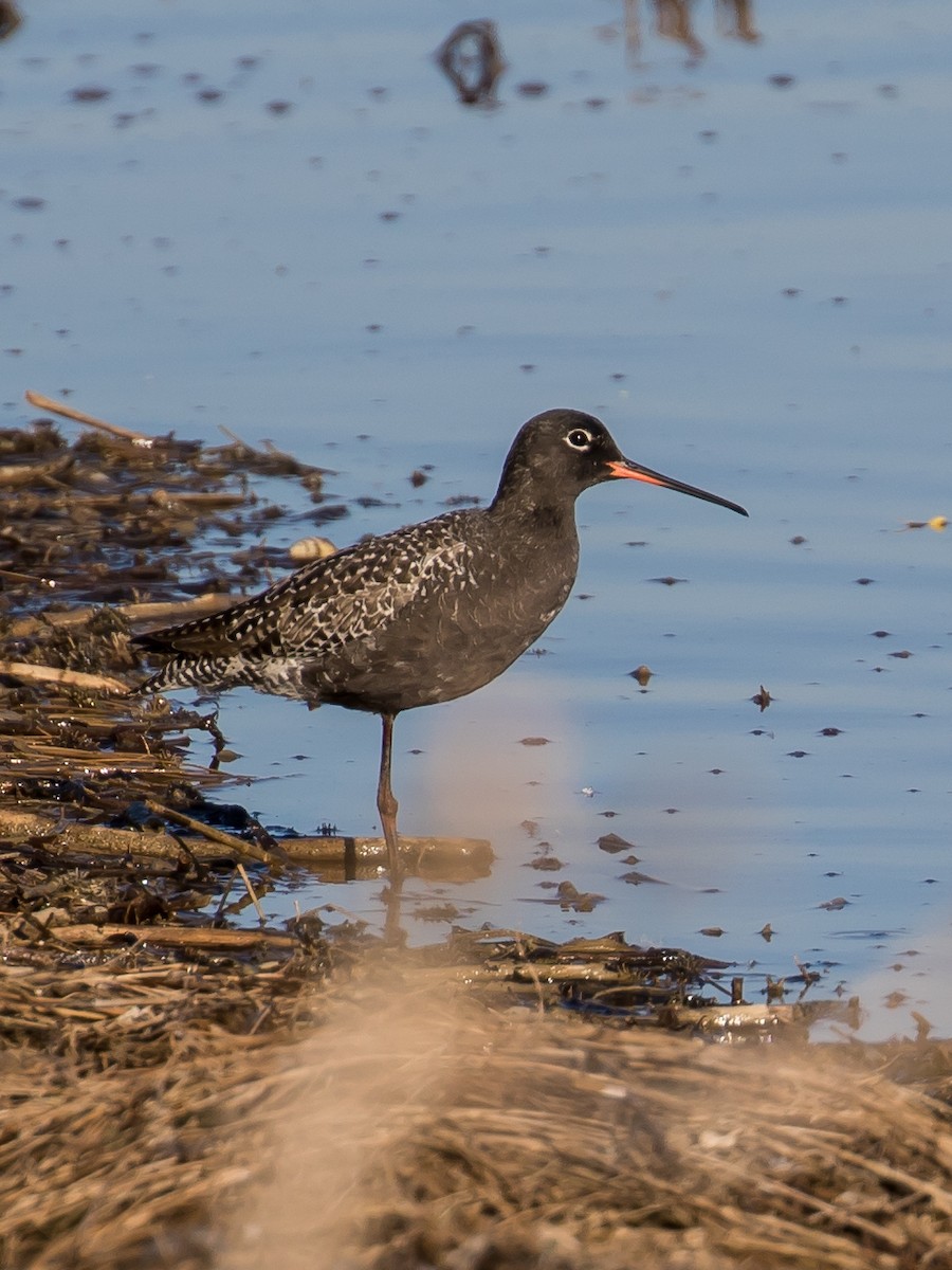 Spotted Redshank - Milan Martic
