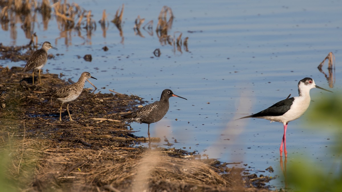 Spotted Redshank - Milan Martic