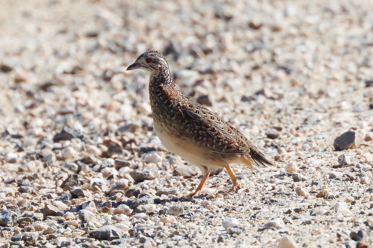 Painted Buttonquail - ML618139735