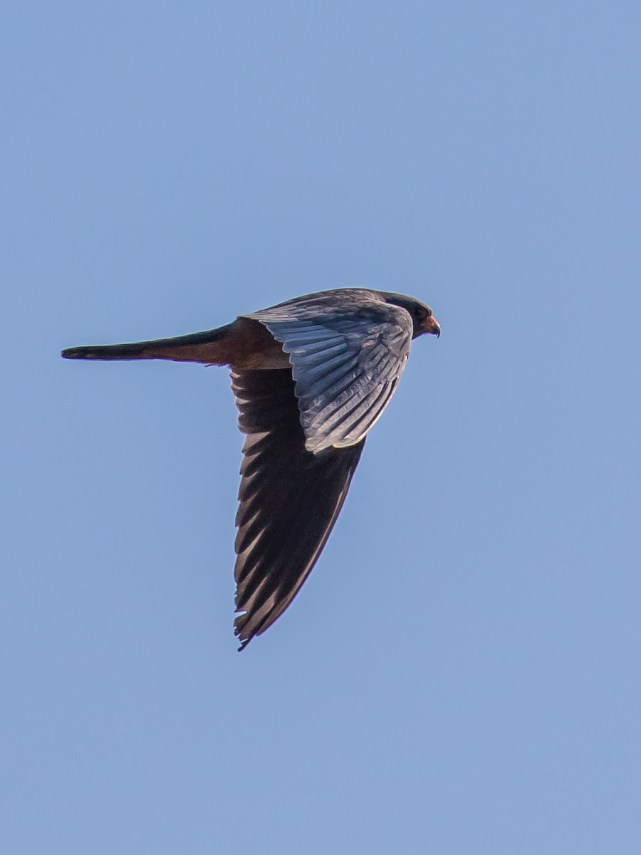 Red-footed Falcon - Milan Martic