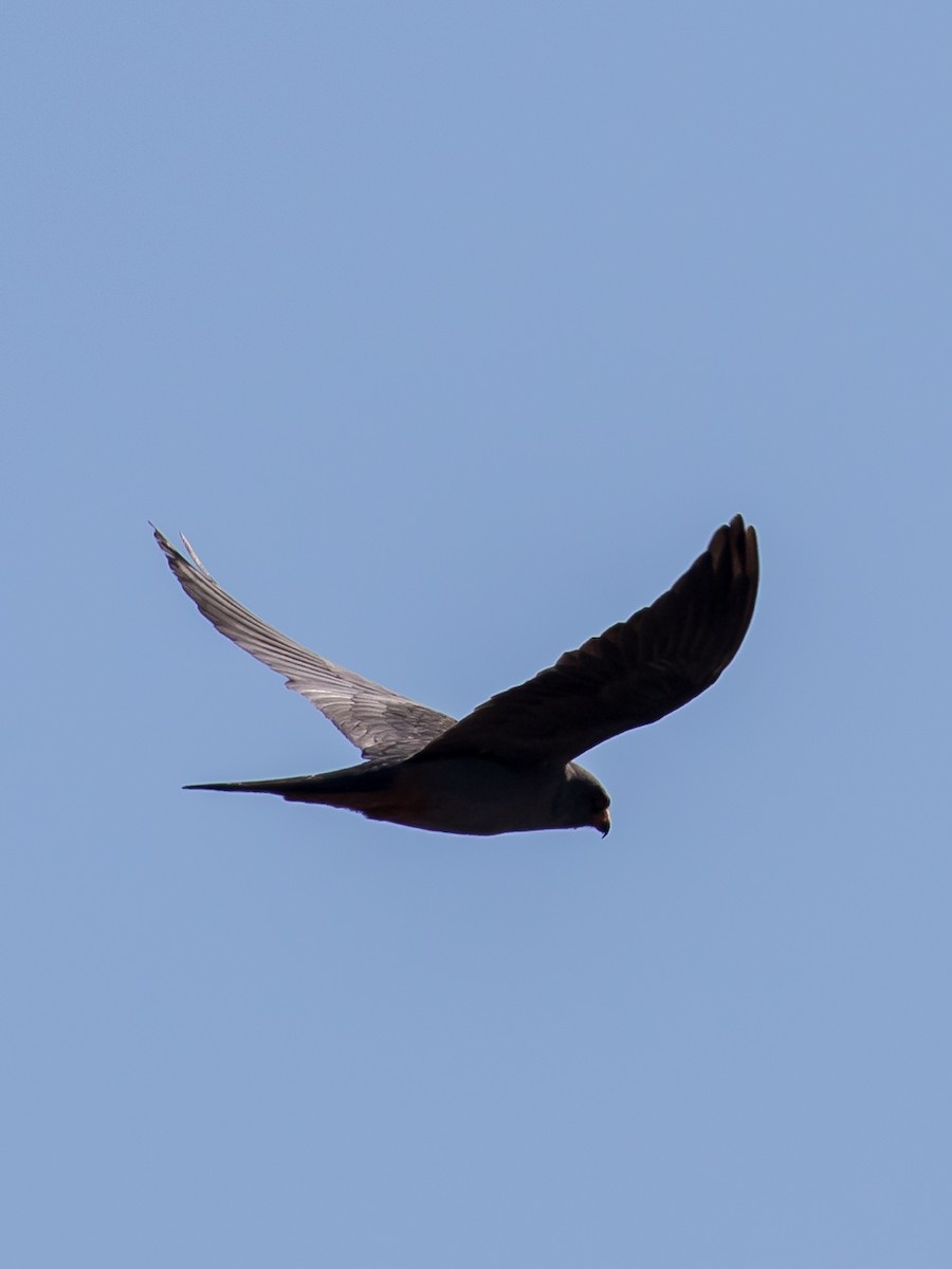 Red-footed Falcon - ML618139768