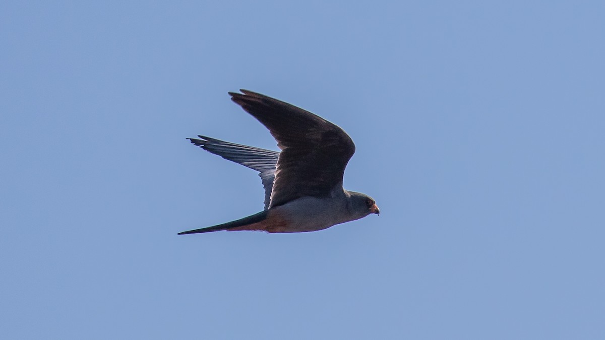 Red-footed Falcon - ML618139770