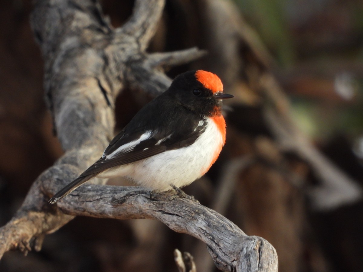 Red-capped Robin - ML618139777