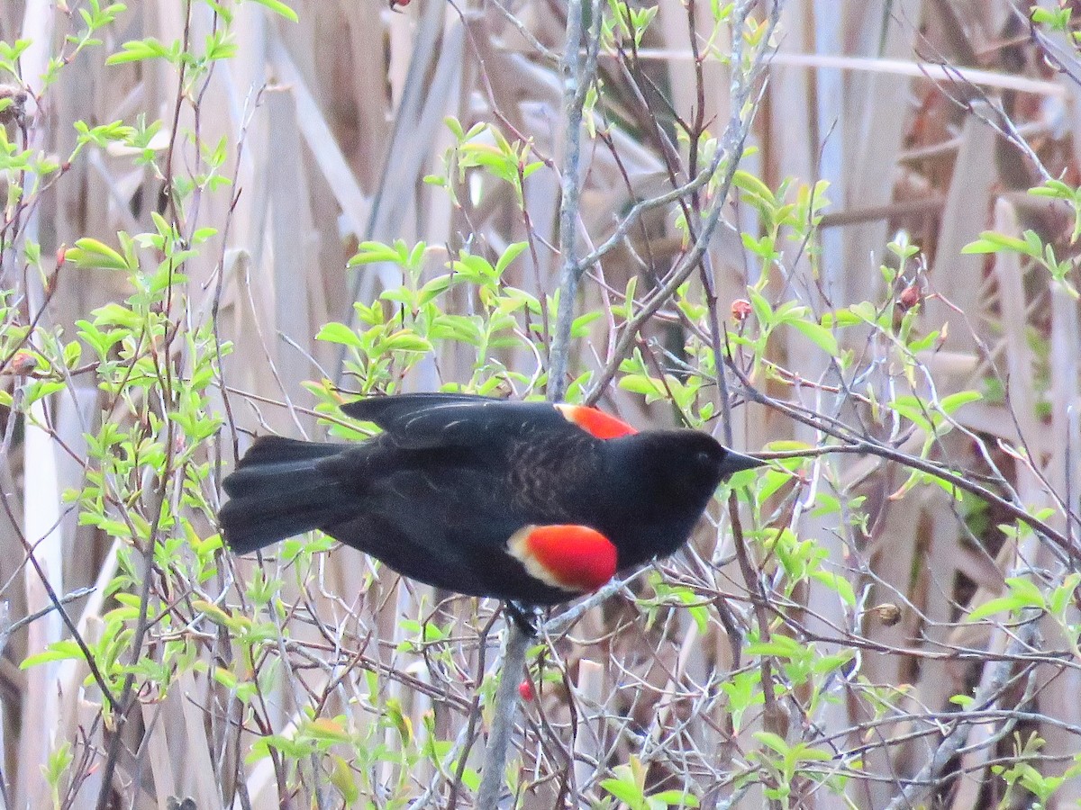 Red-winged Blackbird - d w