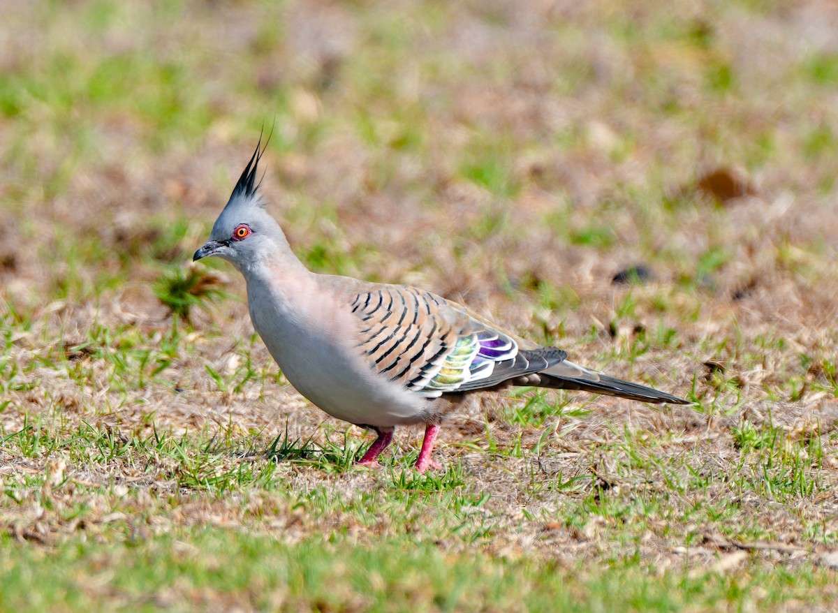 Crested Pigeon - ML618139814