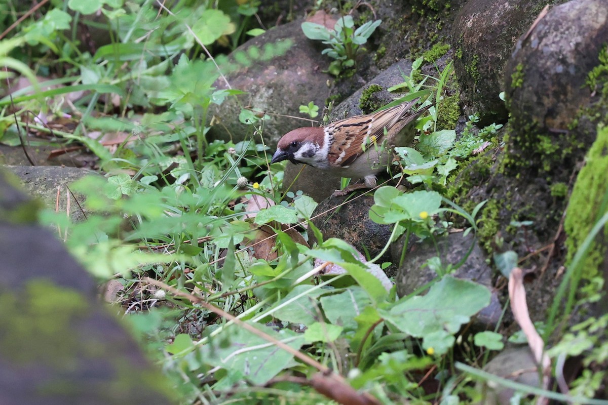 Eurasian Tree Sparrow - Jian-Long(建龍) WU(吳)