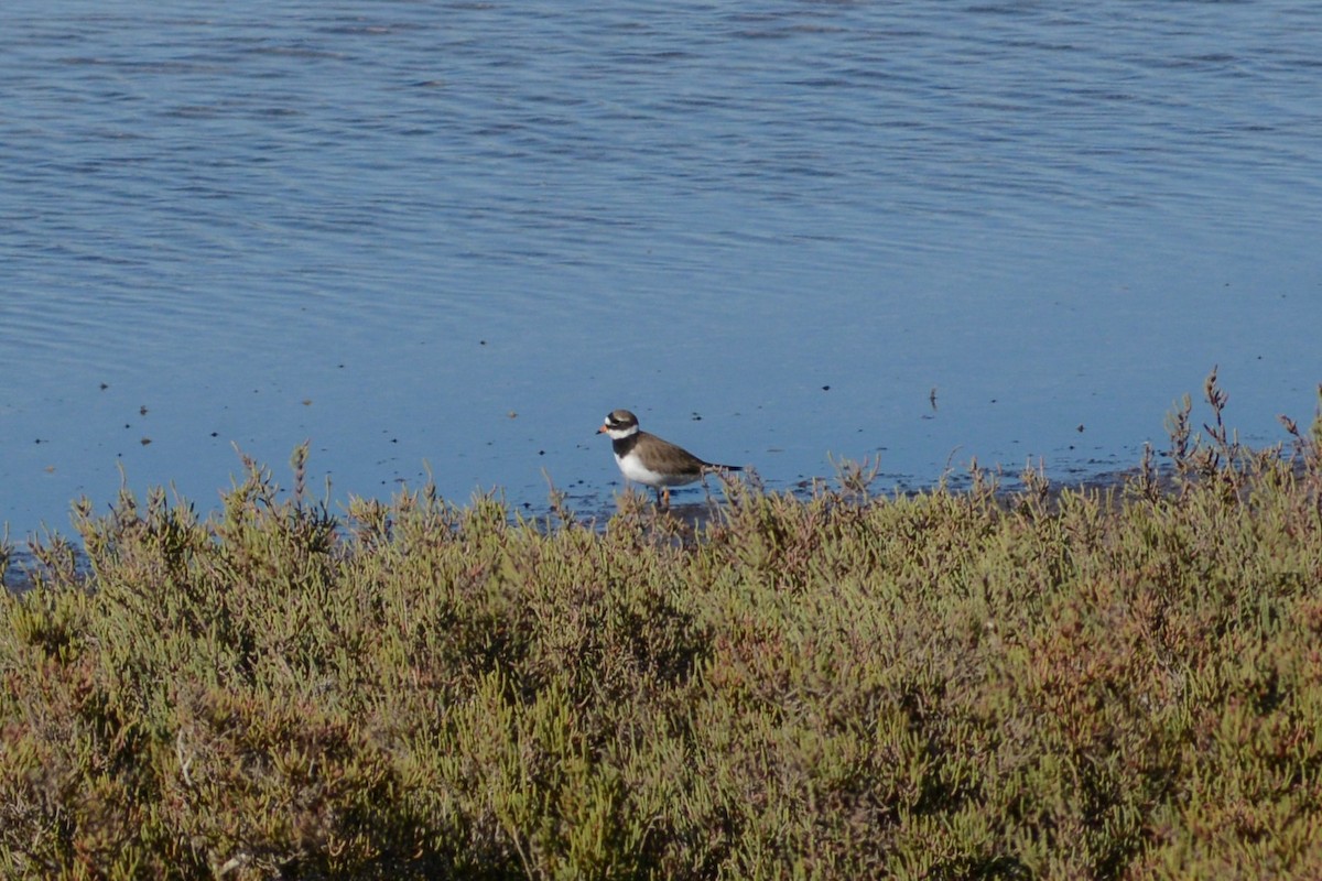 Common Ringed Plover - ML618139833