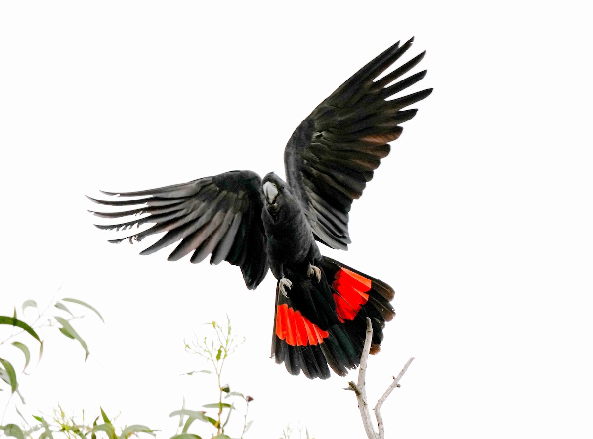 Red-tailed Black-Cockatoo - ML618139837