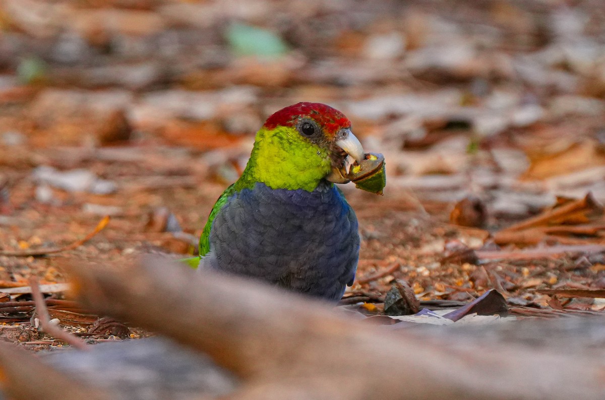 Red-capped Parrot - ML618139868
