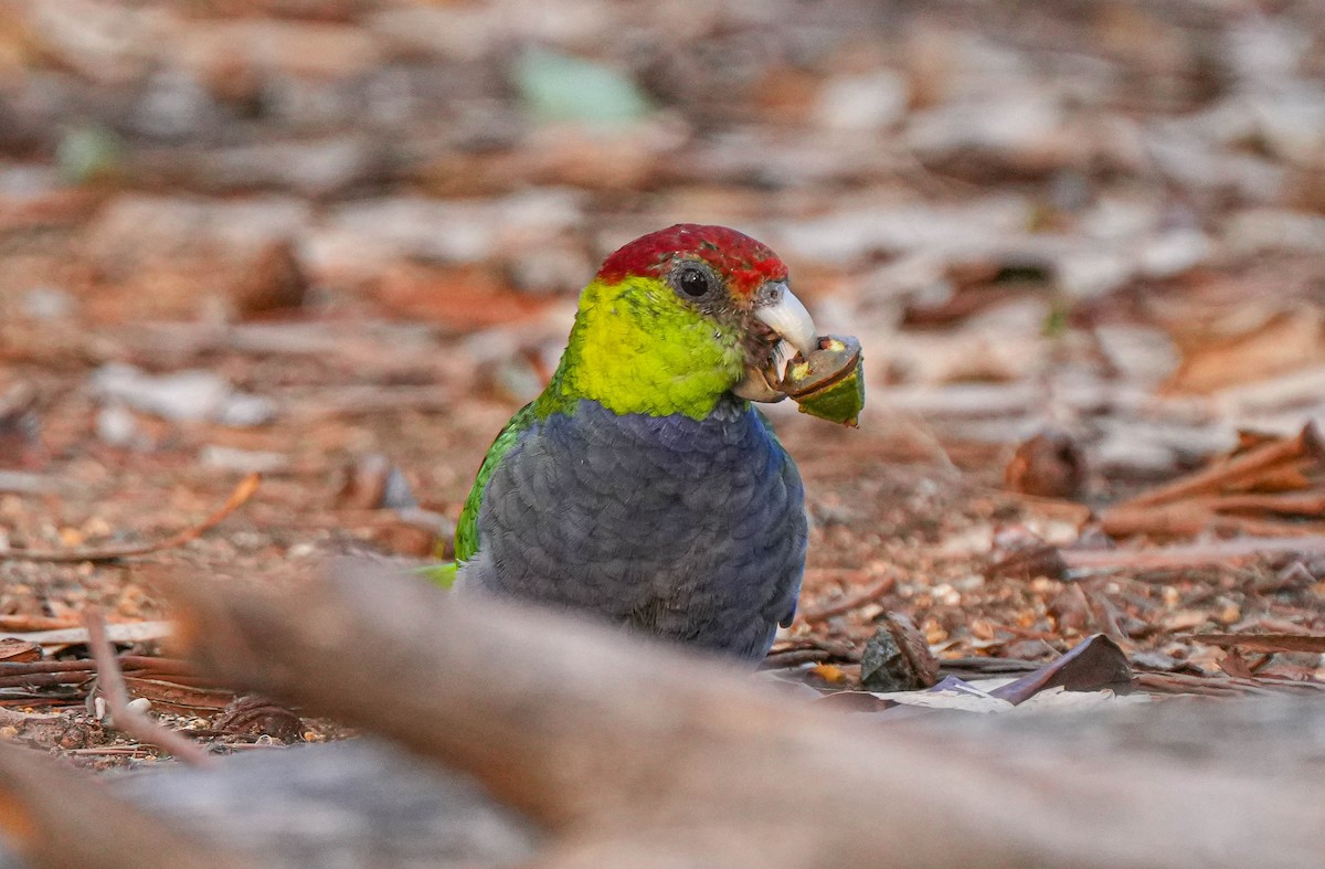 Red-capped Parrot - ML618139869