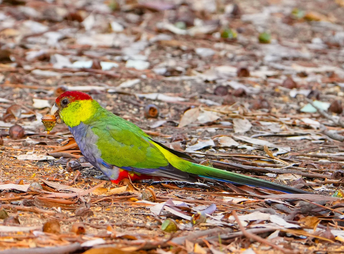 Red-capped Parrot - ML618139870