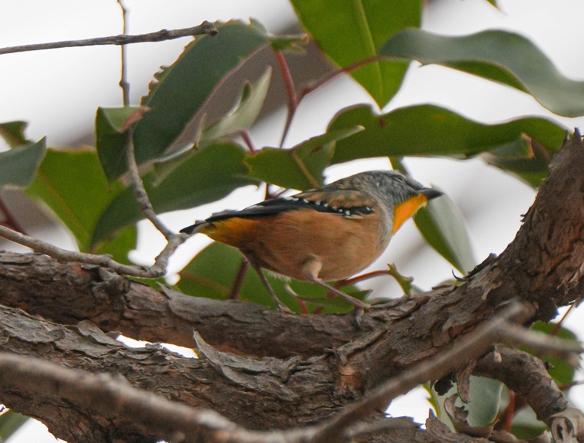Spotted Pardalote - ML618139879