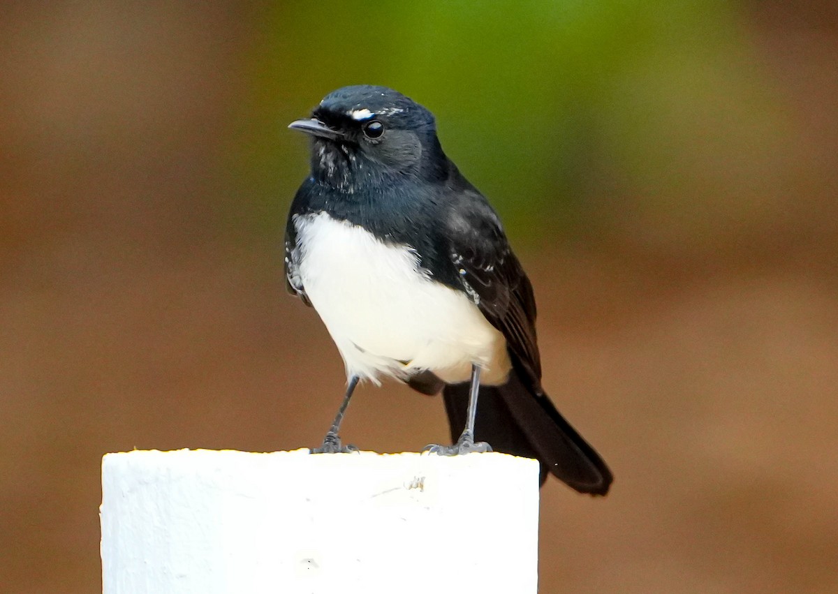 Willie-wagtail - ML618139919