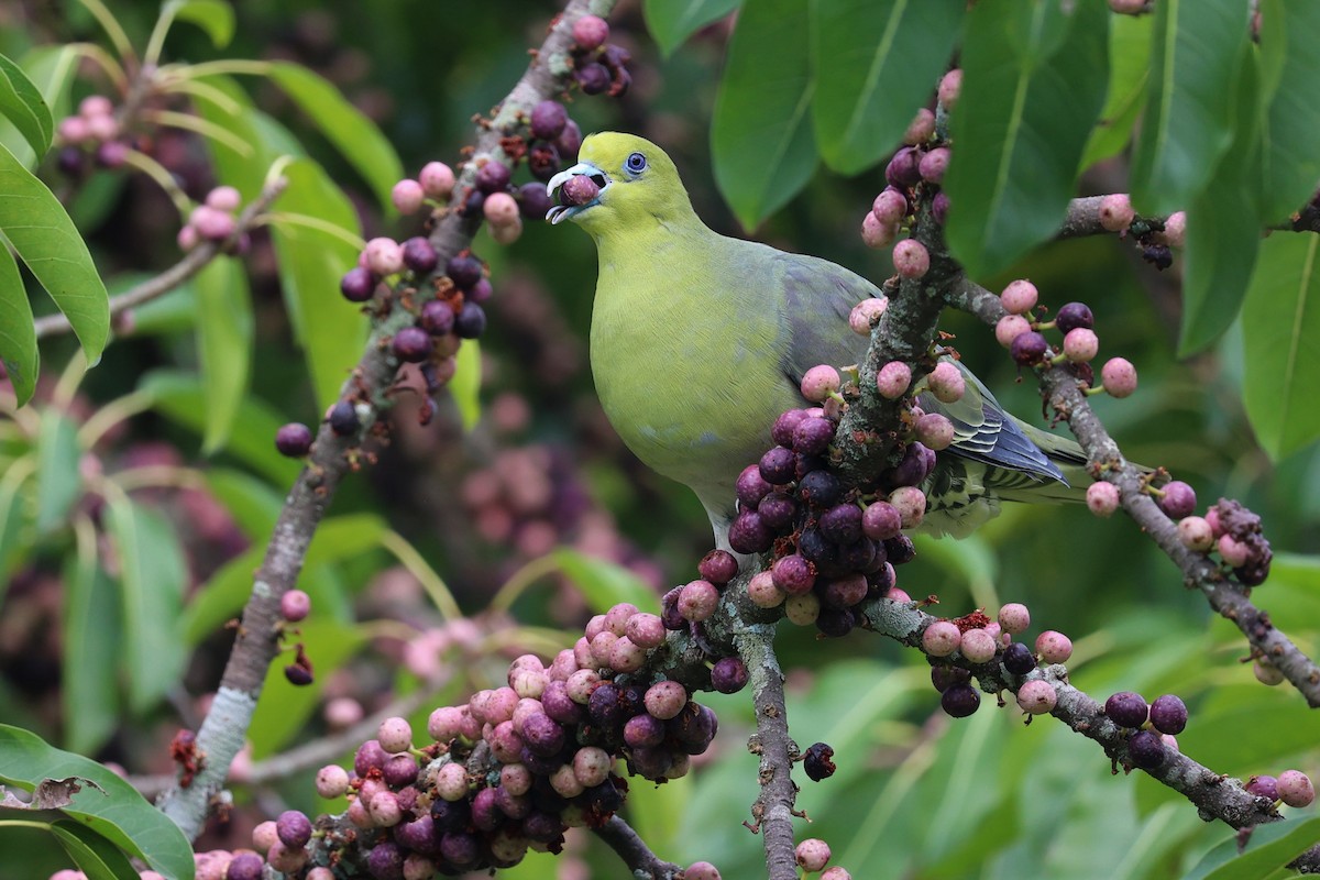 White-bellied Green-Pigeon - ML618139941