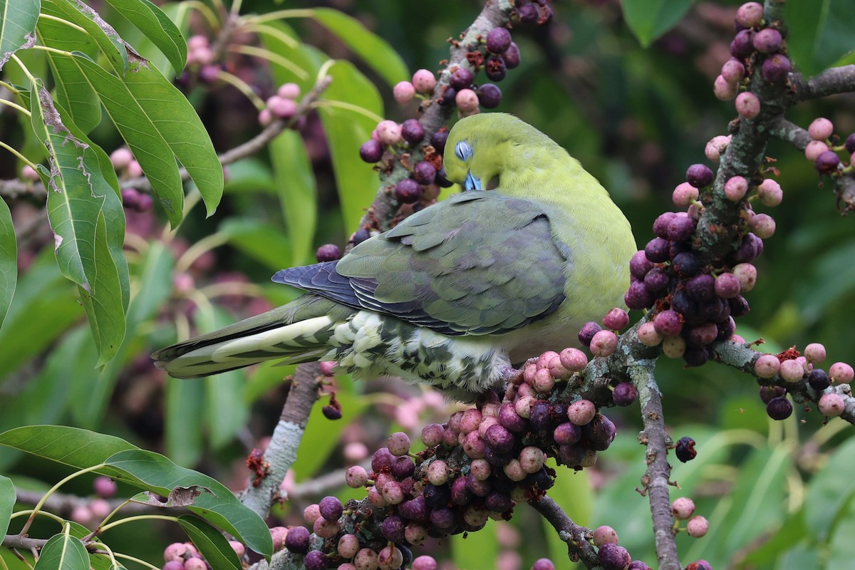 White-bellied Green-Pigeon - ML618139942