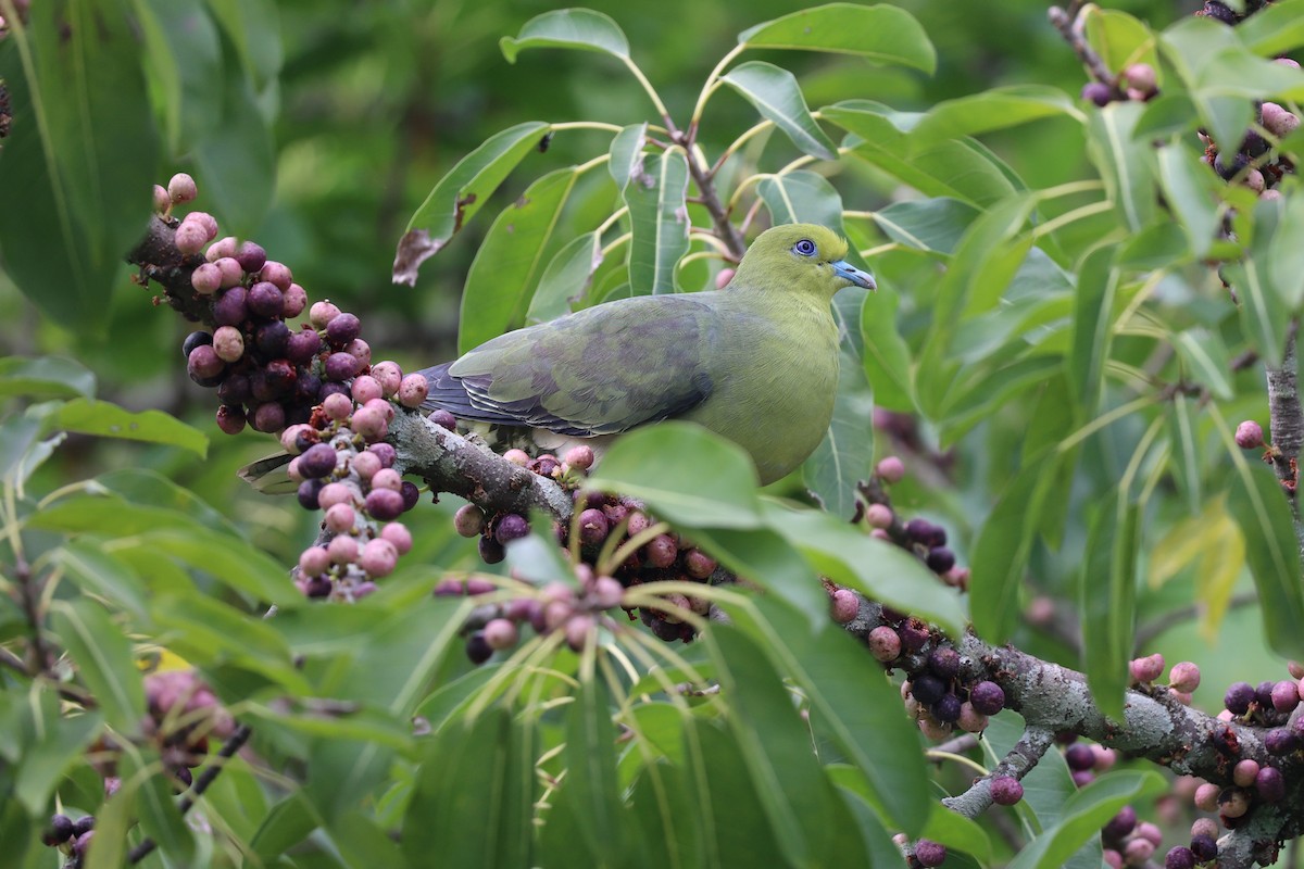 White-bellied Green-Pigeon - ML618139944