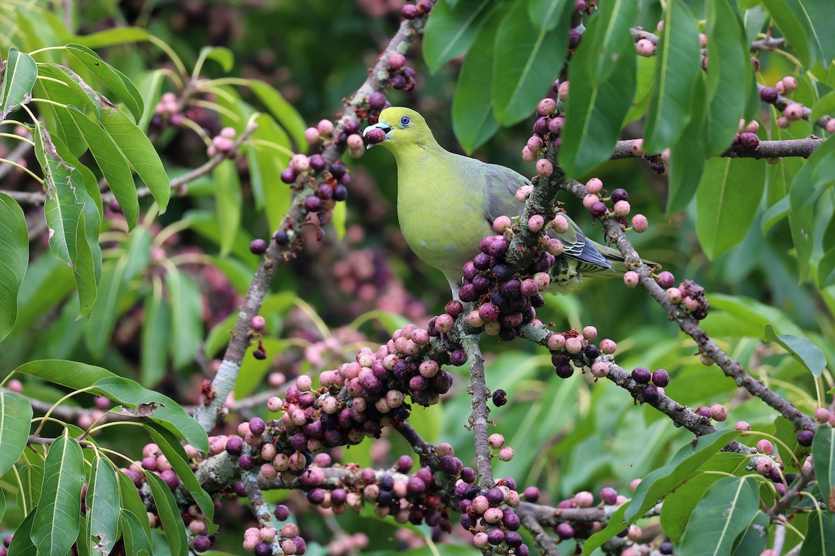 White-bellied Green-Pigeon - ML618139945