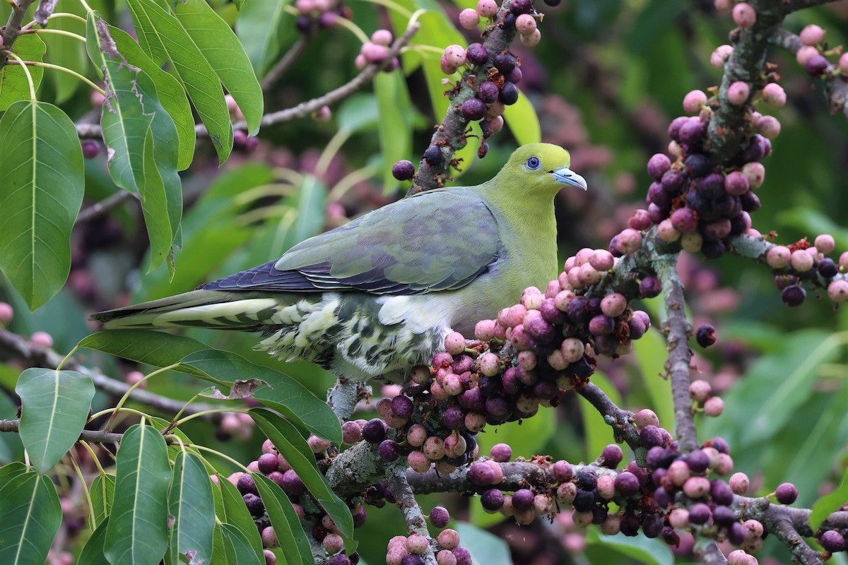 White-bellied Green-Pigeon - ML618139968