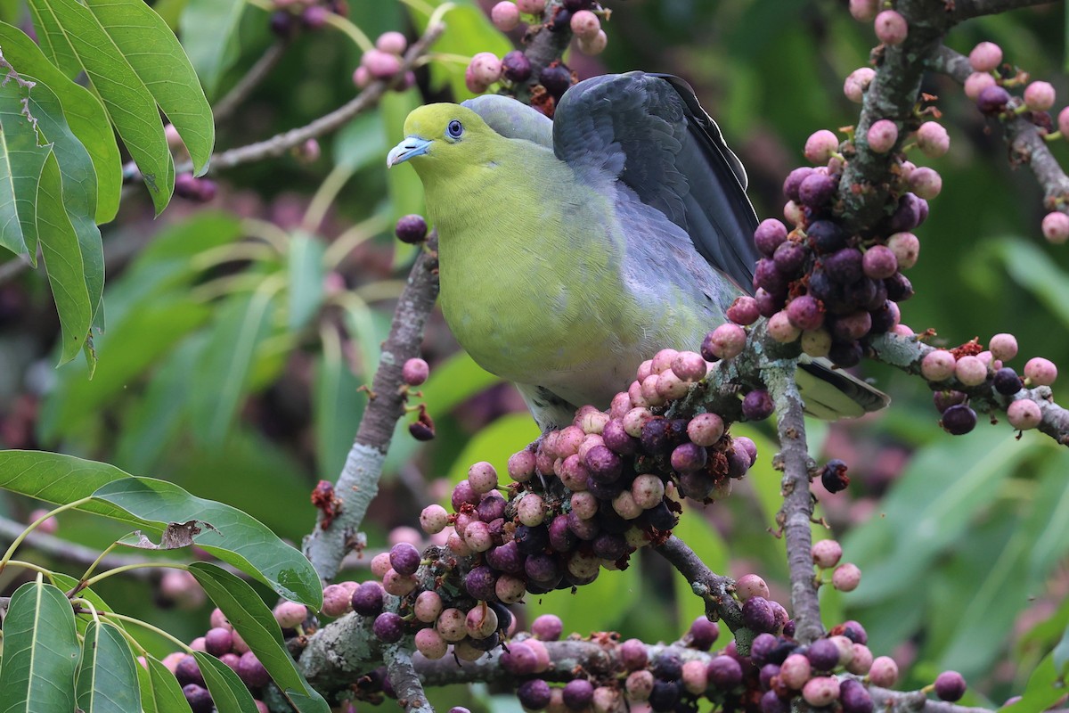 White-bellied Green-Pigeon - ML618139969