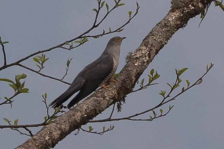 Common Cuckoo - ML618140009