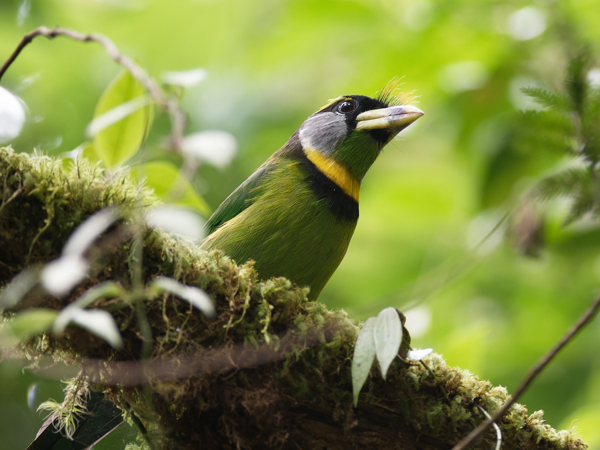 Fire-tufted Barbet - ML618140077